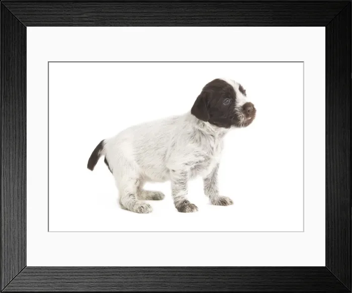 Framed Print : Dog - Korthal Griffon puppy - in studio Framed Print : Dog - Korthal Griffon puppy - in studio