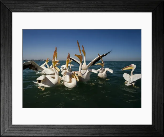 Framed Print : Great White Pelicans - on the water - Atlantic Ocean - Namibia - Africa Framed Print : Great White Pelicans - on the water - Atlantic Ocean - Namibia - Africa