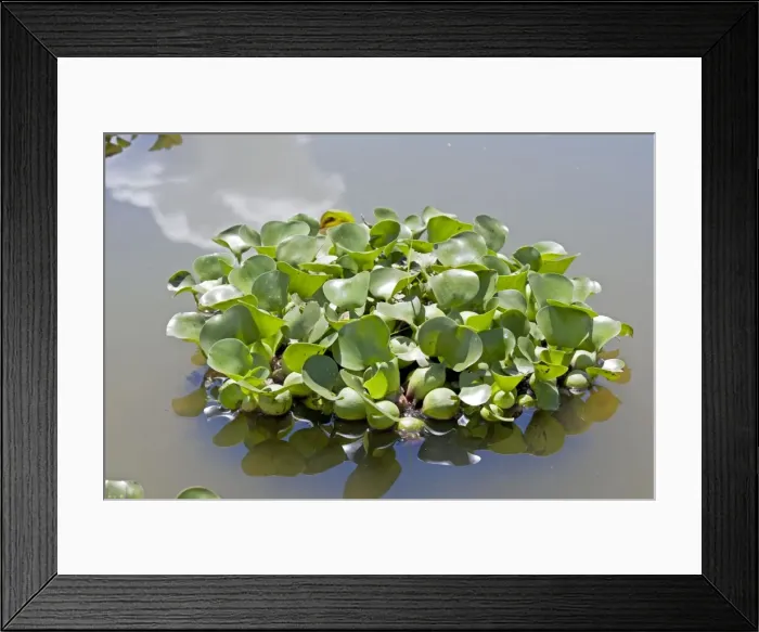 Framed Print : Water Hyacinth Plants - Lake Naivasha Kenya Framed Print : Water Hyacinth Plants - Lake Naivasha Kenya