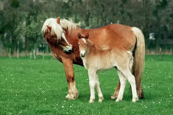Horse - Haflinger pony - Austria