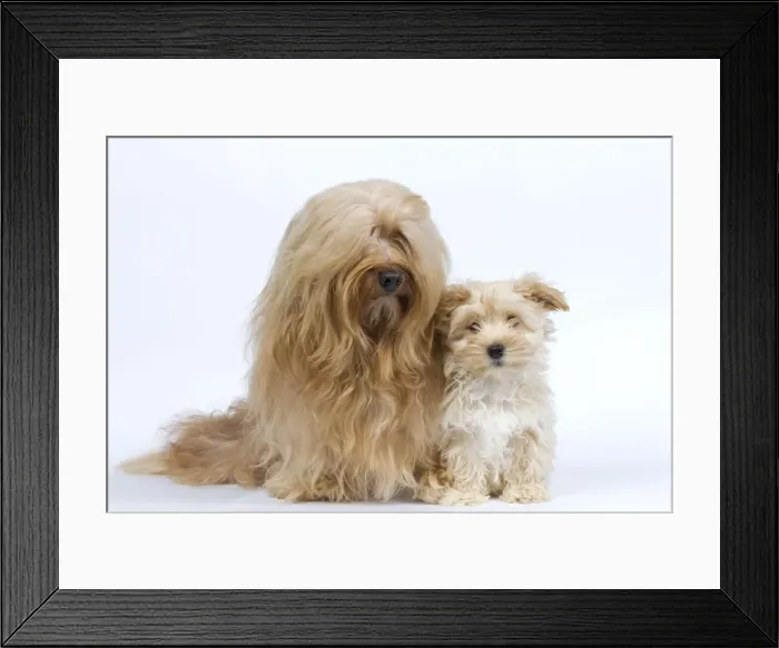 Framed Print : Dog - Bichon Havanais / Havanese adult & puppy in studio Framed Print : Dog - Bichon Havanais / Havanese adult & puppy in studio