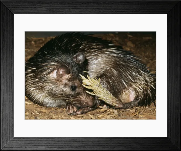 Framed Print : African Brush-Tailed Porcupine KEL 1148 Forests of Central Africa. Atherurus africanus © Ken Lucas / ARDEA LONDON Framed Print : African Brush-Tailed Porcupine KEL 1148 Forests of Central Africa. Atherurus africanus © Ken Lucas / ARDEA LONDON