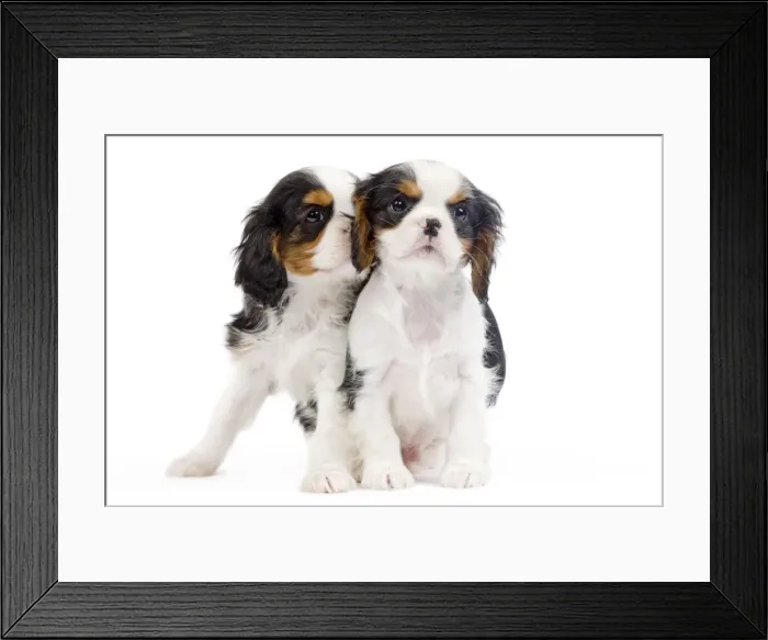 Framed Print : Dog - Cavalier King Charles Spaniel - in studio Framed Print : Dog - Cavalier King Charles Spaniel - in studio