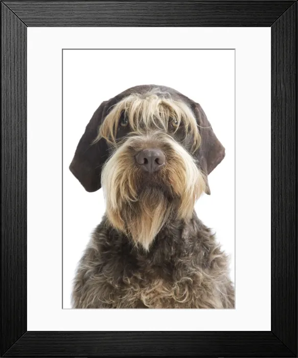Framed Print : Dog - Korthal Griffon - in studio Framed Print : Dog - Korthal Griffon - in studio