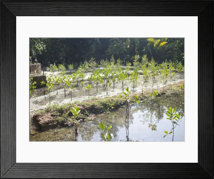 Framed Print : Young Mangroves planted for purifying water Haller Park Mombasa Kenya Framed Print : Young Mangroves planted for purifying water Haller Park Mombasa Kenya