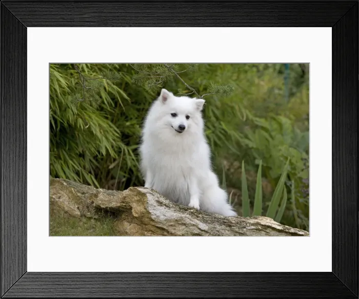Framed Print : Dog - Japanese Spitz Framed Print : Dog - Japanese Spitz