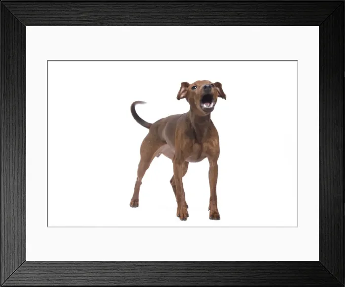 Framed Print : Dog - Miniature Pinscher in studio Framed Print : Dog - Miniature Pinscher in studio