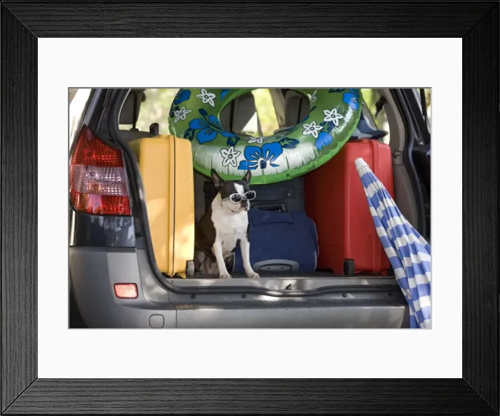 Framed Print : Dog - Boston Terrier wearing sunglasses in back of family car going on Summer holiday Framed Print : Dog - Boston Terrier wearing sunglasses in back of family car going on Summer holiday