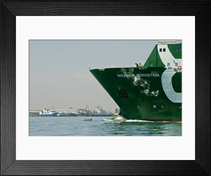 Framed Print : Bottlenose Dolphin - riding the bow of a ship leaving the harbour - Atlantic Ocean - Namibia - Africa Framed Print : Bottlenose Dolphin - riding the bow of a ship leaving the harbour - Atlantic Ocean - Namibia - Africa