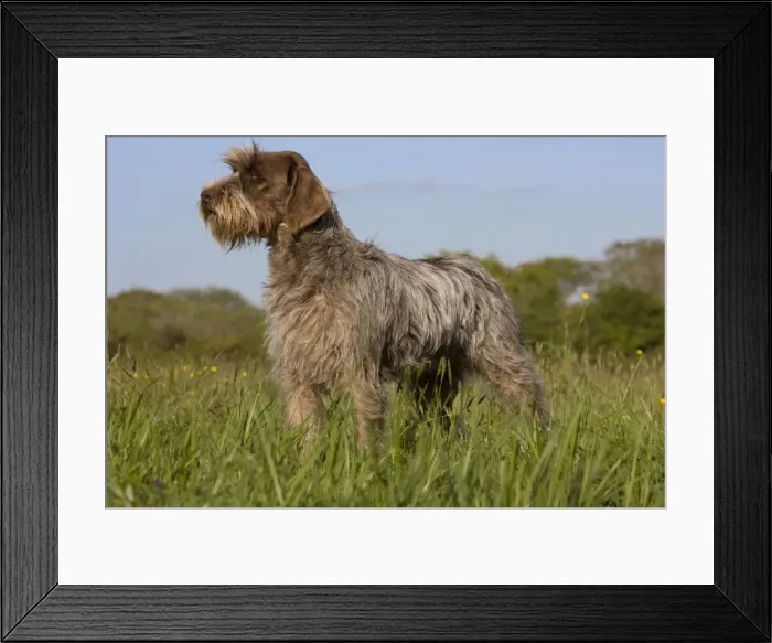 Framed Print : Dog - Korthal Griffon Framed Print : Dog - Korthal Griffon