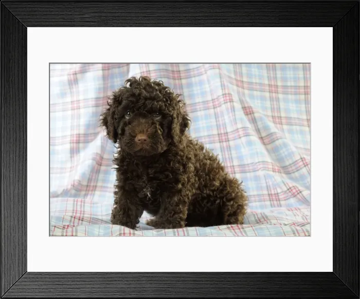 Framed Print : DOG. Spanish water dog puppy sitting on cloth Framed Print : DOG. Spanish water dog puppy sitting on cloth