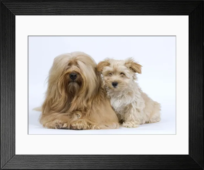 Framed Print : Dog - Bichon Havanais / Havanese adult & puppy in studio Framed Print : Dog - Bichon Havanais / Havanese adult & puppy in studio