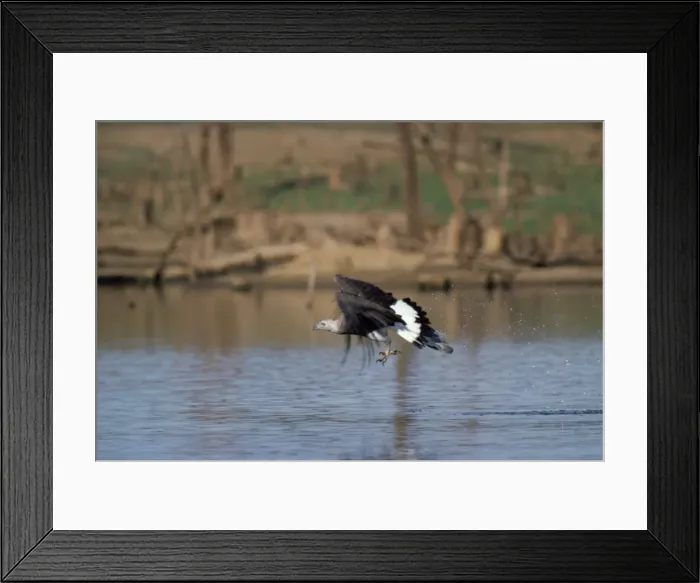 Framed Print : Grey-headed Fishing Eagle - Sri Lanka Framed Print : Grey-headed Fishing Eagle - Sri Lanka