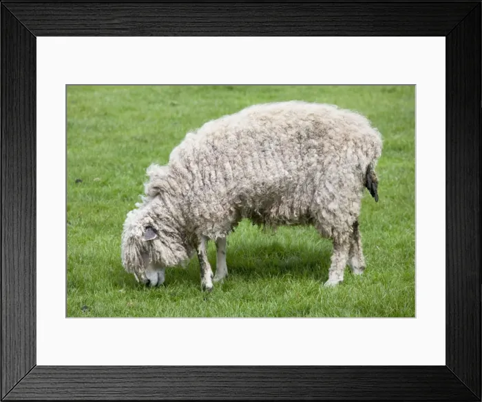 Framed Print : Cotswold Sheep Ewe - grazing - Rare Breed Trust Cotswold Farm Park Temple Guiting Glos UK