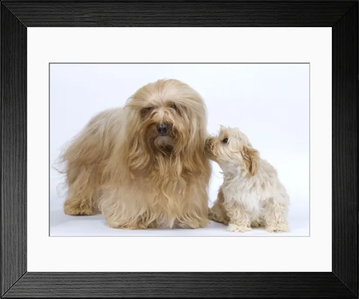 Framed Print : Dog - Bichon Havanais / Havanese adultt & puppy in studio Framed Print : Dog - Bichon Havanais / Havanese adultt & puppy in studio