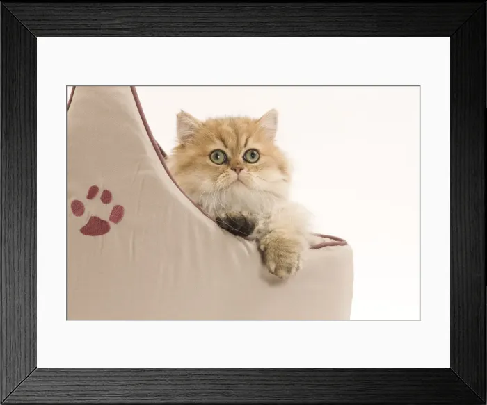 Framed Print : Cat- Persian in studio in cat bed Framed Print : Cat- Persian in studio in cat bed