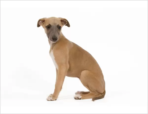 Dog - Whippet puppy in studio