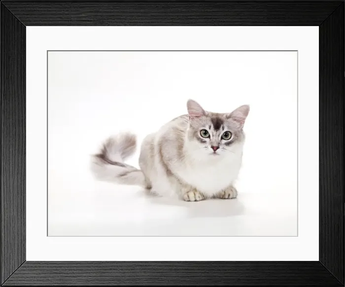 Framed Print : Cat JD 10395 Tiffanie - Blue Shaded Silver © John Daniels / ARDEA LONDON Framed Print : Cat JD 10395 Tiffanie - Blue Shaded Silver © John Daniels / ARDEA LONDON