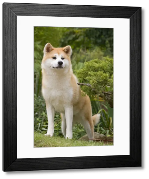 Framed Print : Dog - Akita / Akita Inu. Also known as Japanese Akita Framed Print : Dog - Akita / Akita Inu. Also known as Japanese Akita