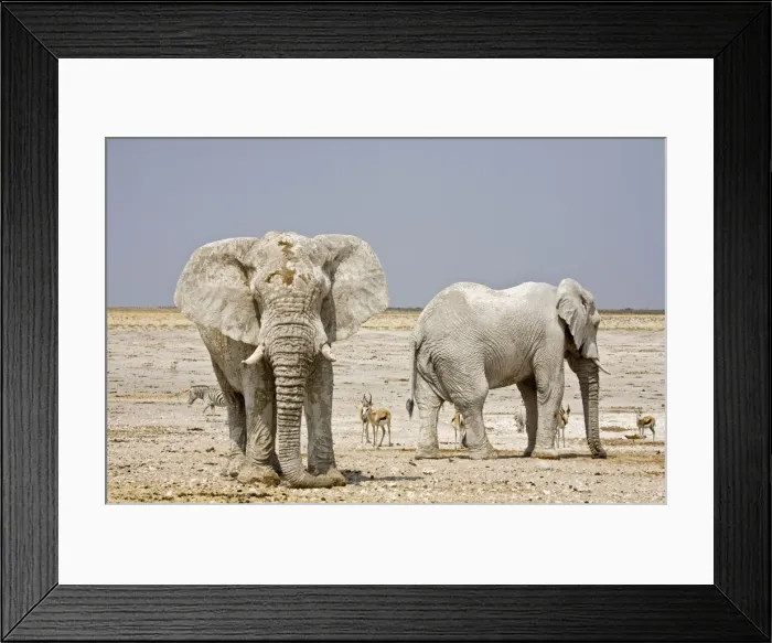 Framed Print : African Elephant - two adults with Springbok in the background - Etosha National Park - Namibia - Africa Framed Print : African Elephant - two adults with Springbok in the background - Etosha National Park - Namibia - Africa