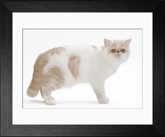Framed Print : Cat - Exotic shorthair in studio Framed Print : Cat - Exotic shorthair in studio