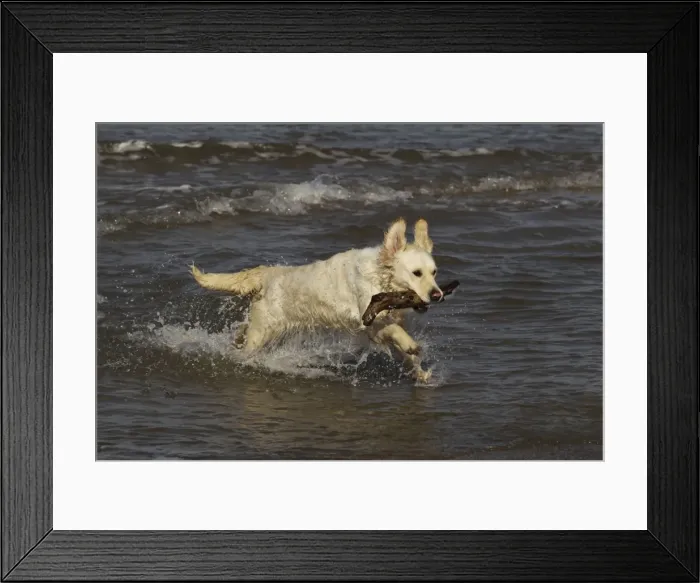 Framed Print : Dog - Golden Retreiver running in sea carrying stick