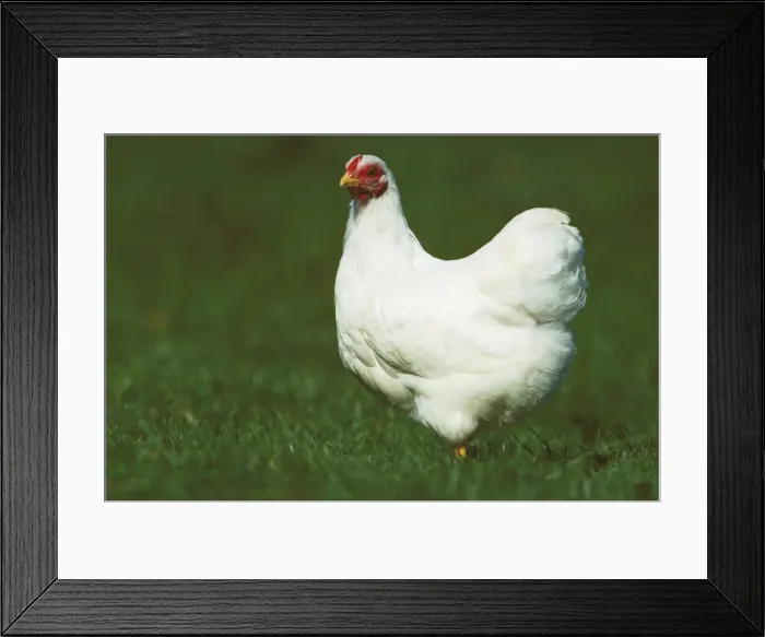 Framed Print : Chicken - Wyandotte white hen JPF17880 Framed Print : Chicken - Wyandotte white hen JPF17880
