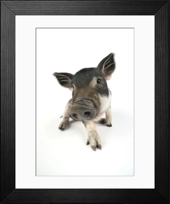 Framed Print : Pig. Mangalitza piglet on white background Framed Print : Pig. Mangalitza piglet on white background