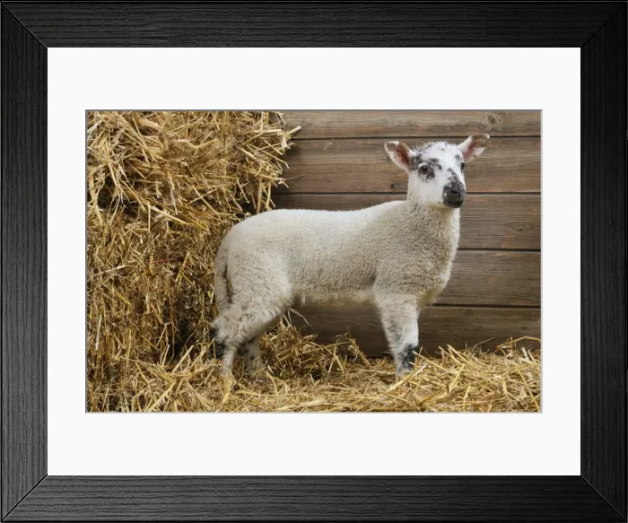 Framed Print : LAMB. Cross breed lamb standing in straw Framed Print : LAMB. Cross breed lamb standing in straw