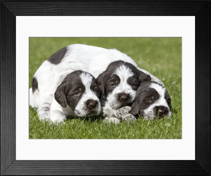 Framed Print : Dog - Korthal Griffon puppies Framed Print : Dog - Korthal Griffon puppies