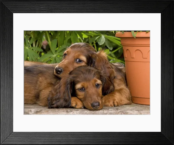 Framed Print : Long-Haired Dachshund / Teckel Dog / Doxie / Doxies in the US - by flowerpots Framed Print : Long-Haired Dachshund / Teckel Dog / Doxie / Doxies in the US - by flowerpots