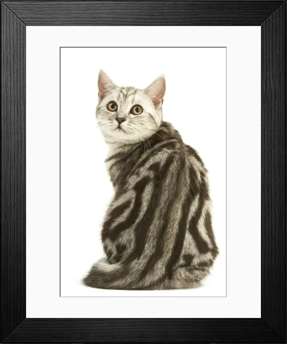 Framed Print : Cat - British shorthair kitten - black silver tabby Framed Print : Cat - British shorthair kitten - black silver tabby