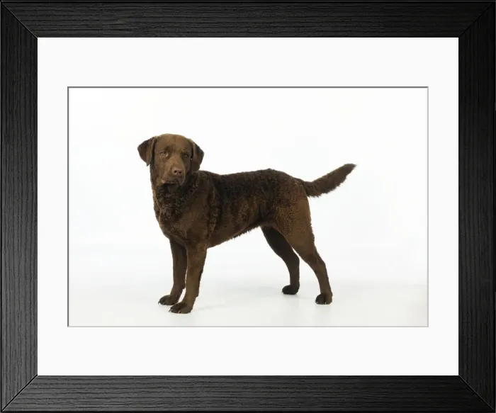 Framed Print : DOG. Cheasapeake bay retriever standing Framed Print : DOG. Cheasapeake bay retriever standing