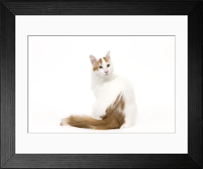 Framed Print : Cat - Turkish Van in studio Framed Print : Cat - Turkish Van in studio