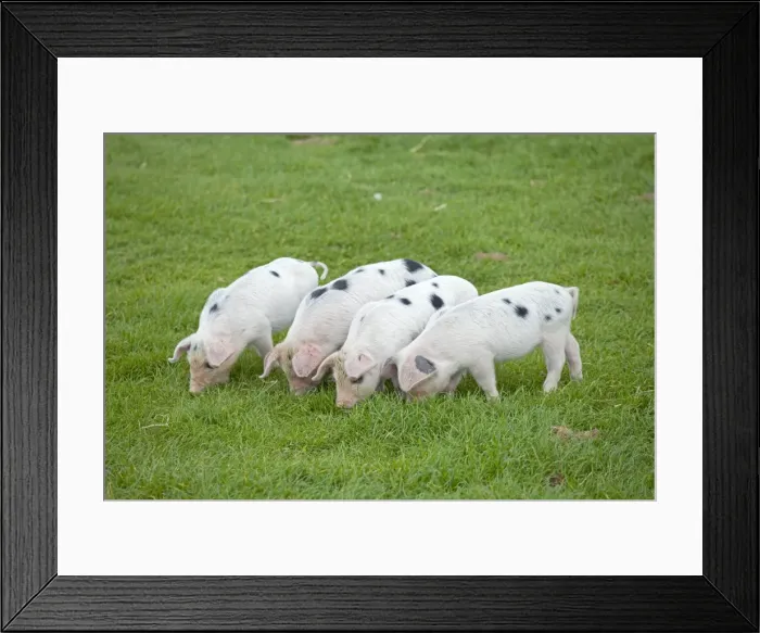 Framed Print : Four Gloucester Old Spot piglets - Cotswold Farm Park - Temple Guiting Glos UK Framed Print : Four Gloucester Old Spot piglets - Cotswold Farm Park - Temple Guiting Glos UK