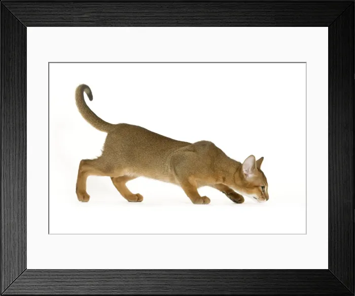 Framed Print : Cat - Abyssinian - in studio Framed Print : Cat - Abyssinian - in studio