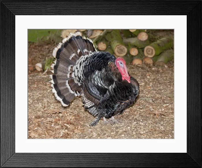 Framed Print : Domestic Turkey displaying tail fan - Cotswold Farm Park Temple Guiting Glos UK Framed Print : Domestic Turkey displaying tail fan - Cotswold Farm Park Temple Guiting Glos UK