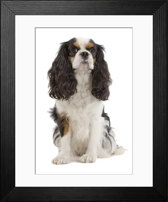 Framed Print : Dog - Cavalier King Charles Spaniel - in studio Framed Print : Dog - Cavalier King Charles Spaniel - in studio