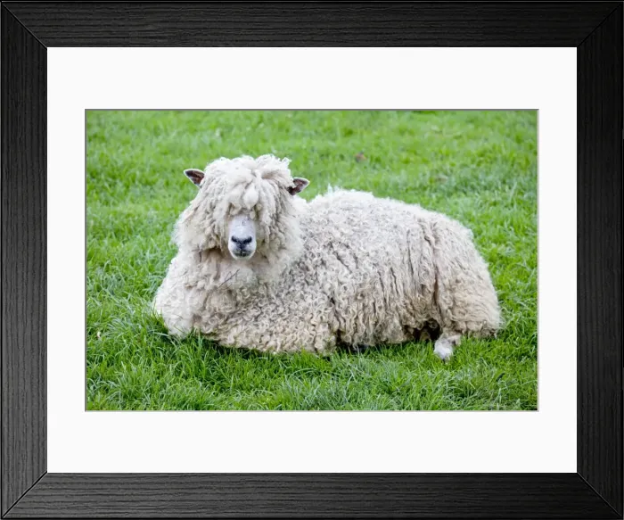Framed Print : Cotswold Sheep Ewe - sitting - Rare Breed Trust Cotswold Farm Park - Temple Guiting Glos UK Framed Print : Cotswold Sheep Ewe - sitting - Rare Breed Trust Cotswold Farm Park - Temple Guiting Glos UK