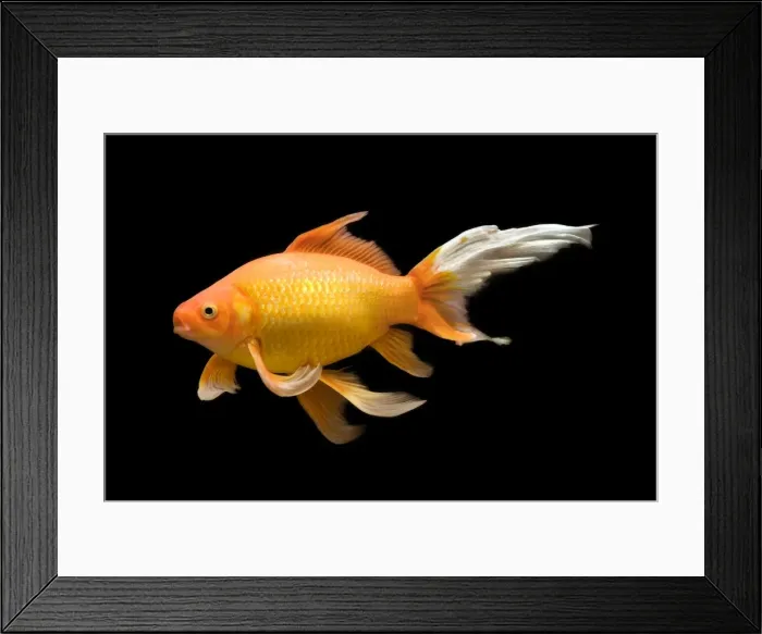 Framed Print : Fish - goldfish - black background Framed Print : Fish - goldfish - black background