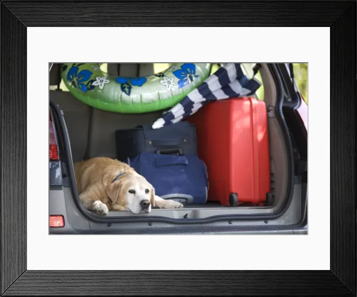 Framed Print : Dog - Labrador in back of family car going on Summer holiday Framed Print : Dog - Labrador in back of family car going on Summer holiday