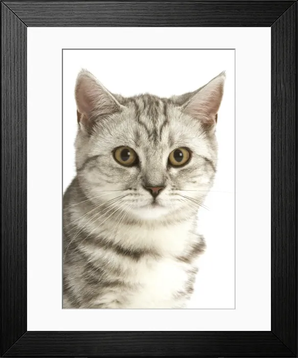 Framed Print : Cat - British shorthair kitten - black silver tabby