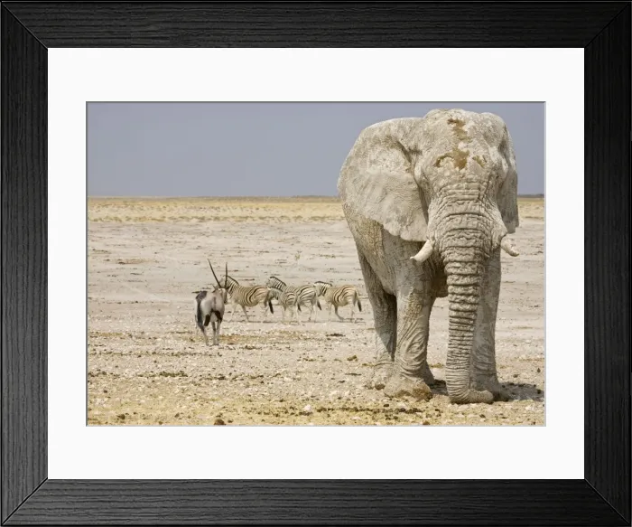 Framed Print : African Elephant - with Oryx and Zebra in the background - Etosha National Park - Namibia - Africa Framed Print : African Elephant - with Oryx and Zebra in the background - Etosha National Park - Namibia - Africa