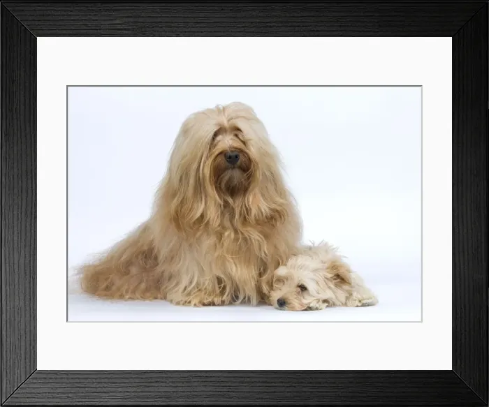 Framed Print : Dog - Bichon Havanais / Havanese adult & puppy in studio Framed Print : Dog - Bichon Havanais / Havanese adult & puppy in studio