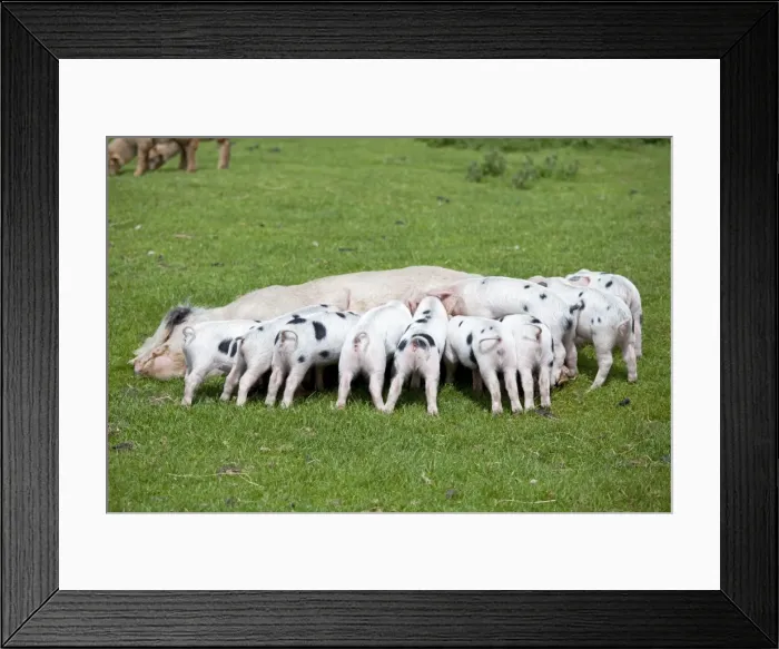 Framed Print : Gloucester old spot sow and suckling piglets - Cotswold Farm Park - Temple Guiting Glos UK Framed Print : Gloucester old spot sow and suckling piglets - Cotswold Farm Park - Temple Guiting Glos UK
