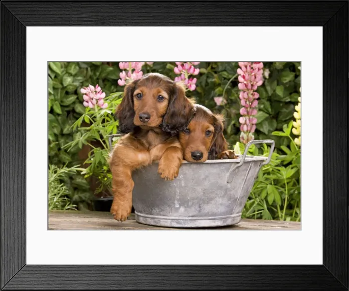 Framed Print : Long-Haired Dachshund / Teckel Dog / Doxie / Doxies in the US - sitting in old metal tub Framed Print : Long-Haired Dachshund / Teckel Dog / Doxie / Doxies in the US - sitting in old metal tub
