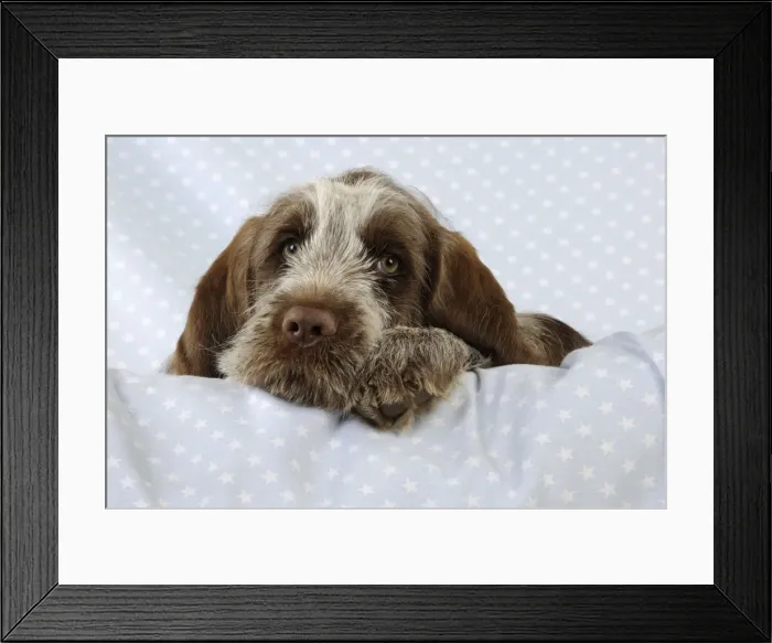 Framed Print : DOG. Spinone puppy laying on blanket Framed Print : DOG. Spinone puppy laying on blanket
