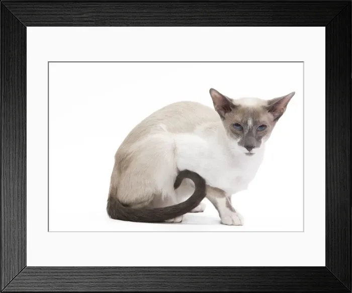 Framed Print : Cat - Siamese - Blue point & white - 8 months old in studio Framed Print : Cat - Siamese - Blue point & white - 8 months old in studio