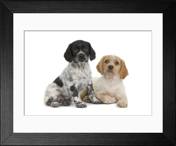 Framed Print : Dog - Brittany / Epagneul Breton puppy in studio Framed Print : Dog - Brittany / Epagneul Breton puppy in studio