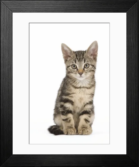 Framed Print : Cat - tabby kitten in studio Framed Print : Cat - tabby kitten in studio